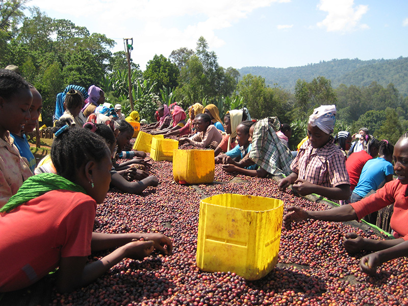 アフリカ コーヒー生産地