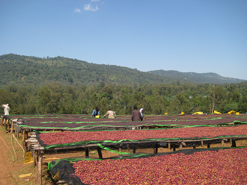 アフリカ コーヒー生産地